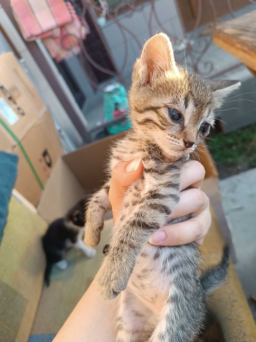 Отдадим котят в добрые руки. Тараз