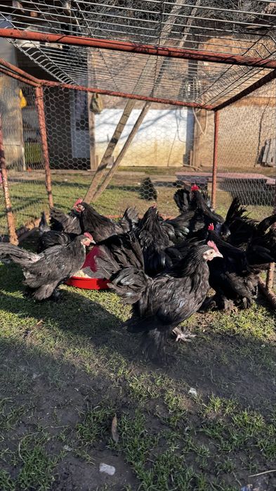 Pitice rasa de gaini pitica incaltata Mii de flori negru
