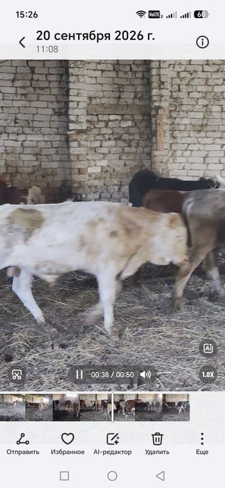Продам Бычки подсосы