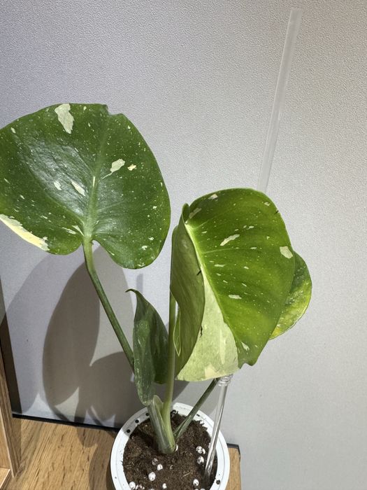 Монстера Тайское созвездие