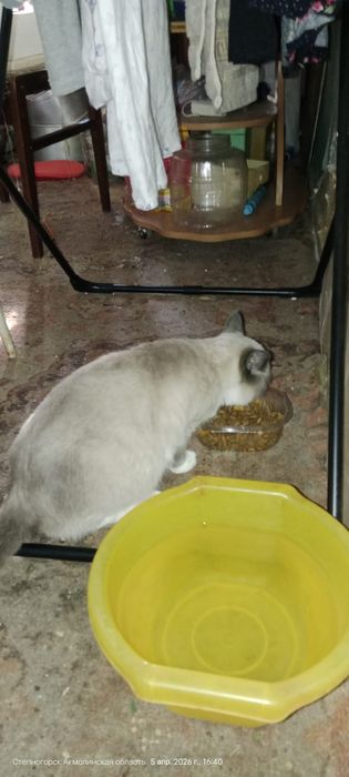 Отдам в добрые руки кошечку