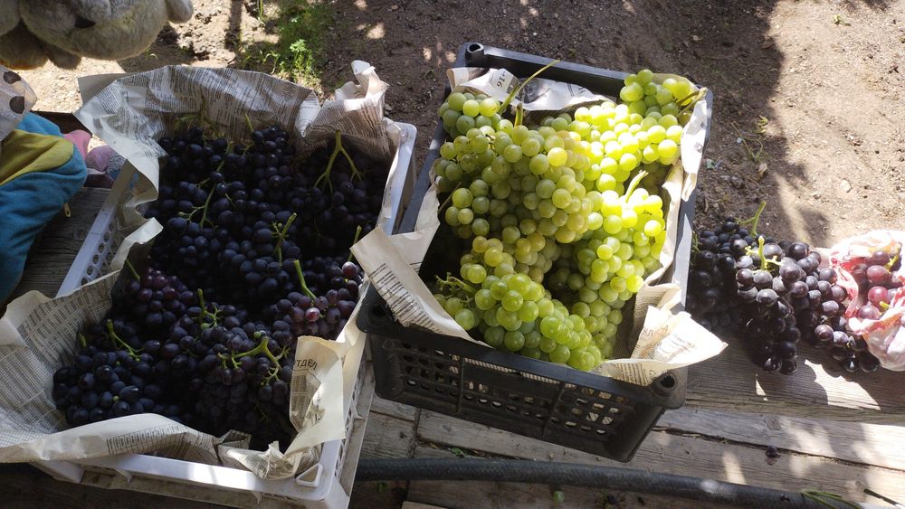 Продается дача 16,73 соток