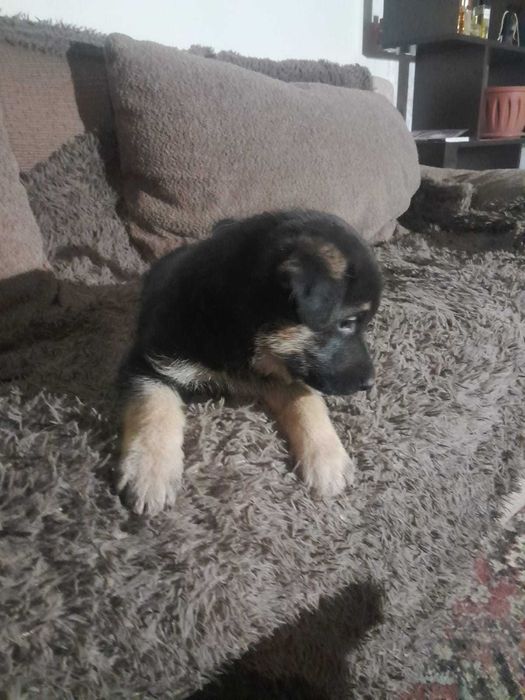 Щенки в ответственные руки