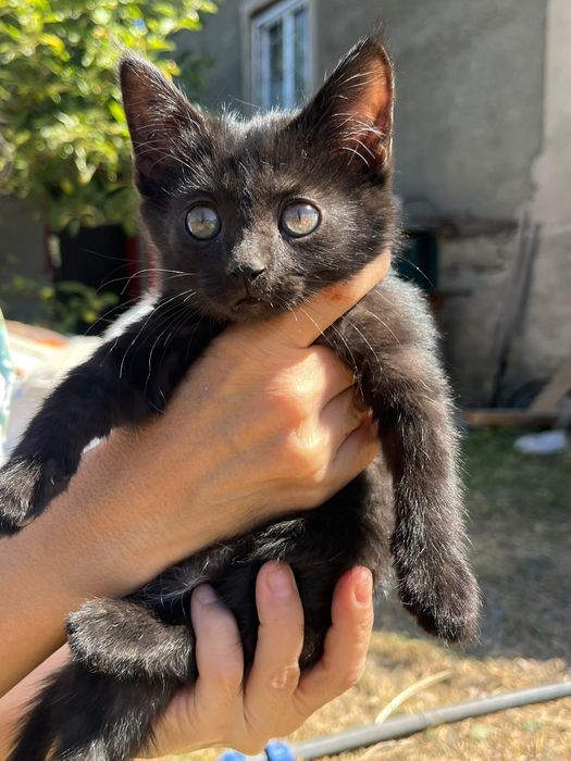 Котята ищут дом.