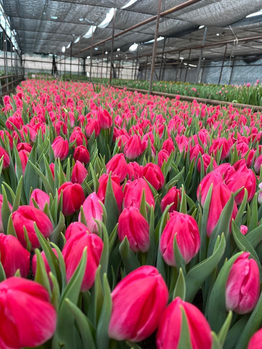 Тюльпаны по низкой цене