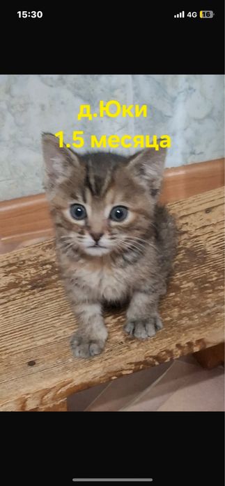 Отдам котят даром