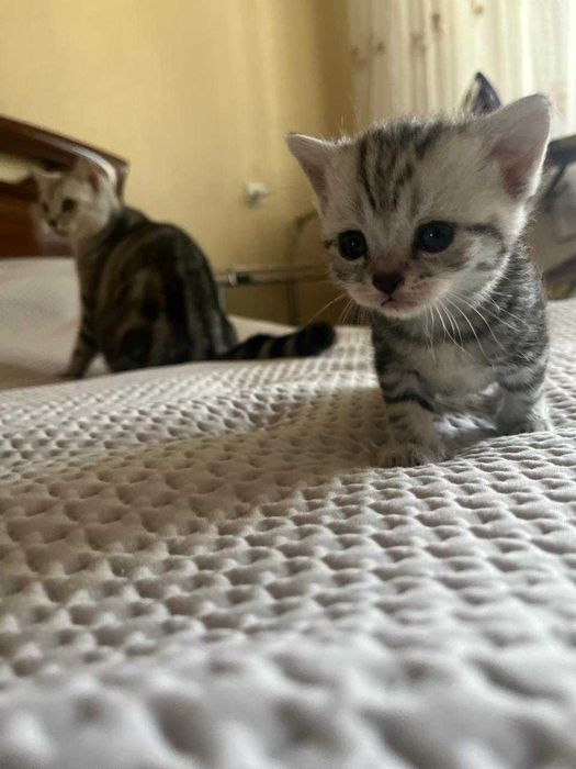 Котята породистые