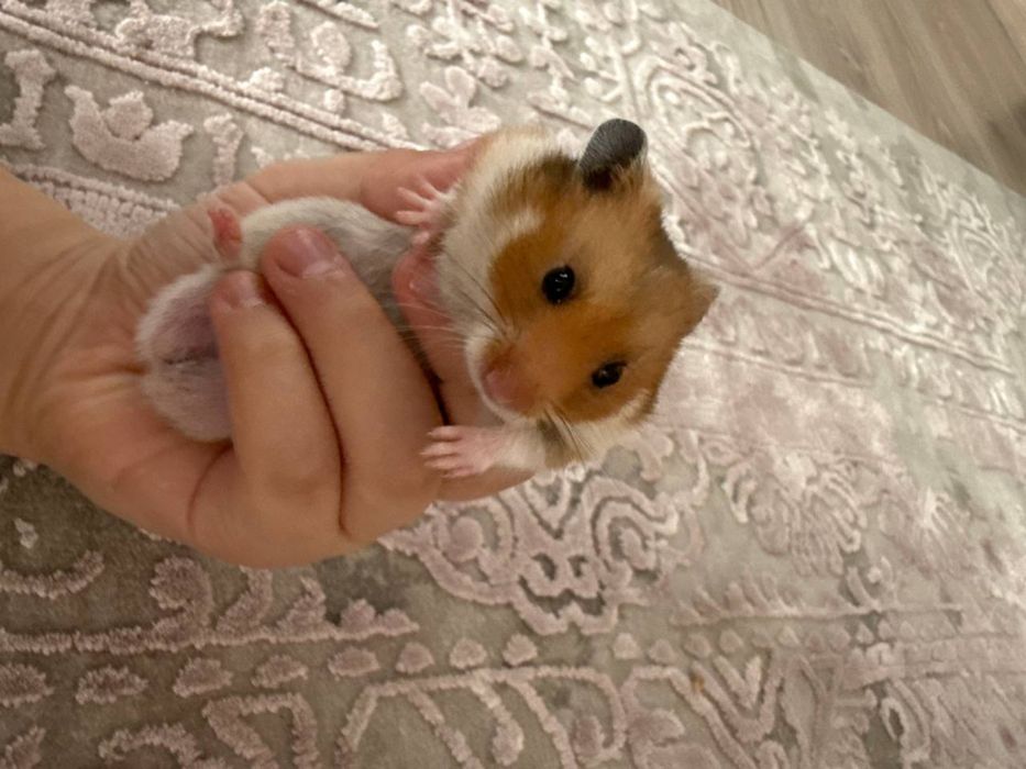 Продается хомяк мальчик