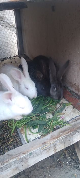 Quyon bor narxi 100000