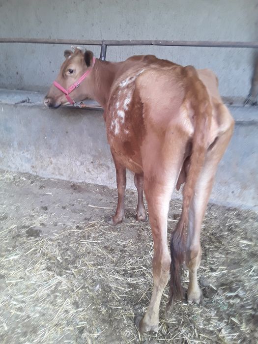 5..Oylik Bug‘oz Sigir Sotiladi. Buxoro Jondor