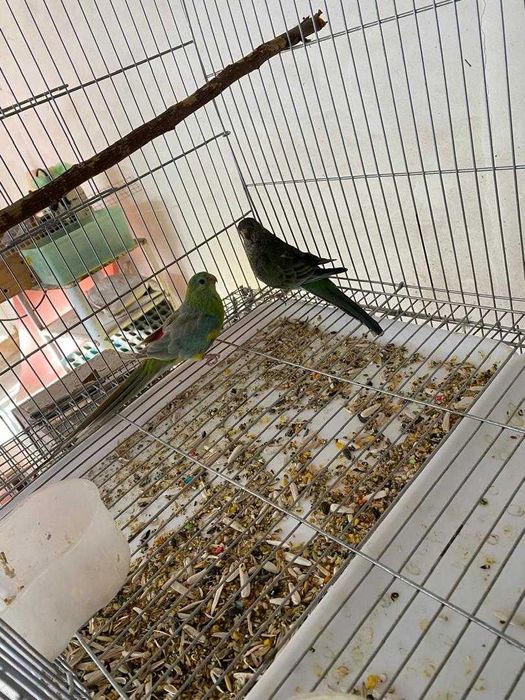 Попугаи певчие, две пары