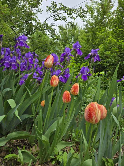 Продам дачу, келещек, геолог 3