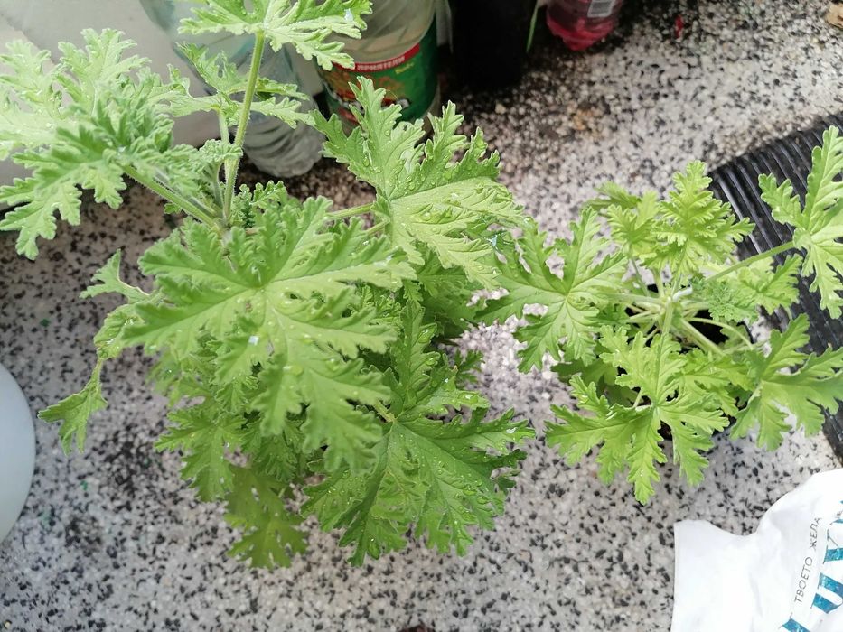 Холандско и българско индришета!