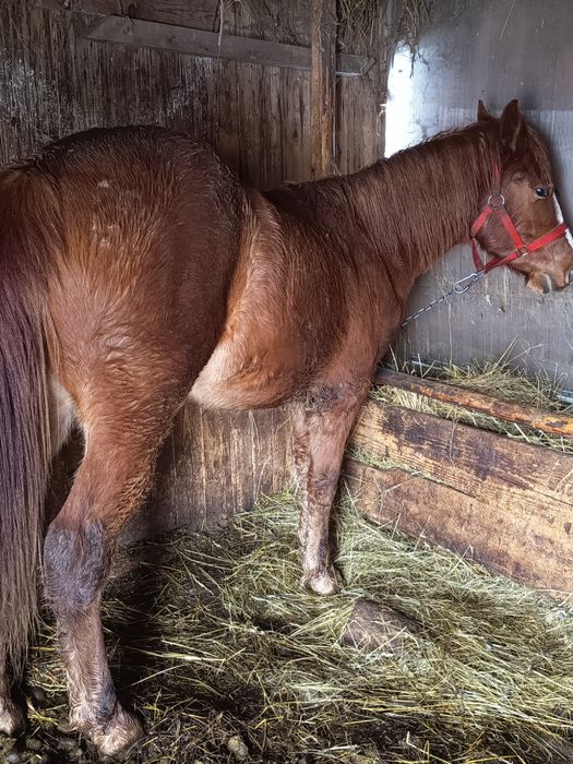 Vând mânz de 9 luni