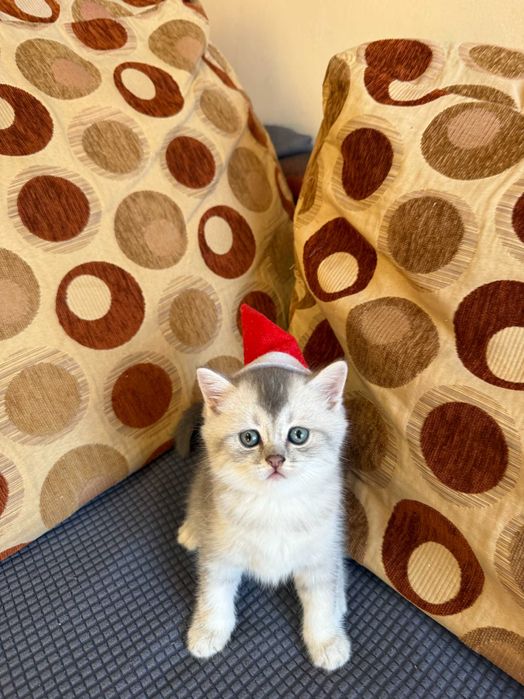 котета британски късокосмести сребърни чинчили за коледен подарък