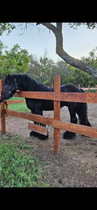Vand armasar Irish Cob