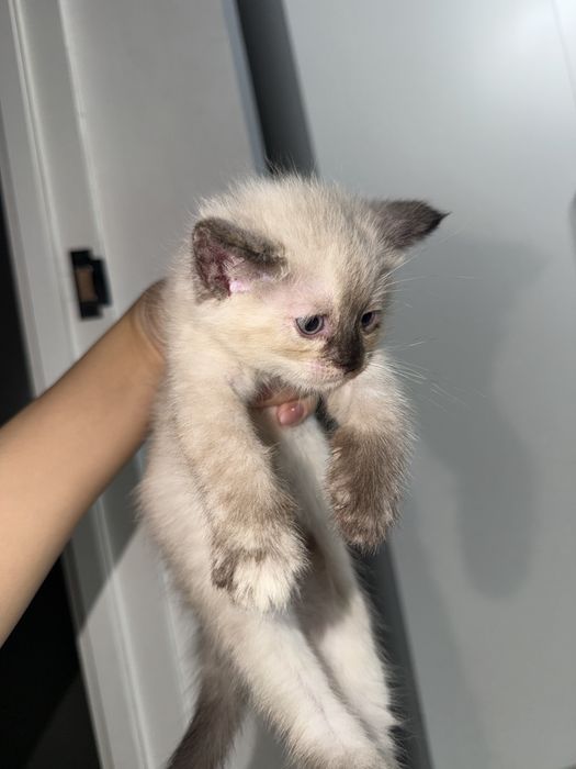 Милые котята в добрые руки