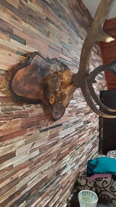 Trofeu cerb carpatin