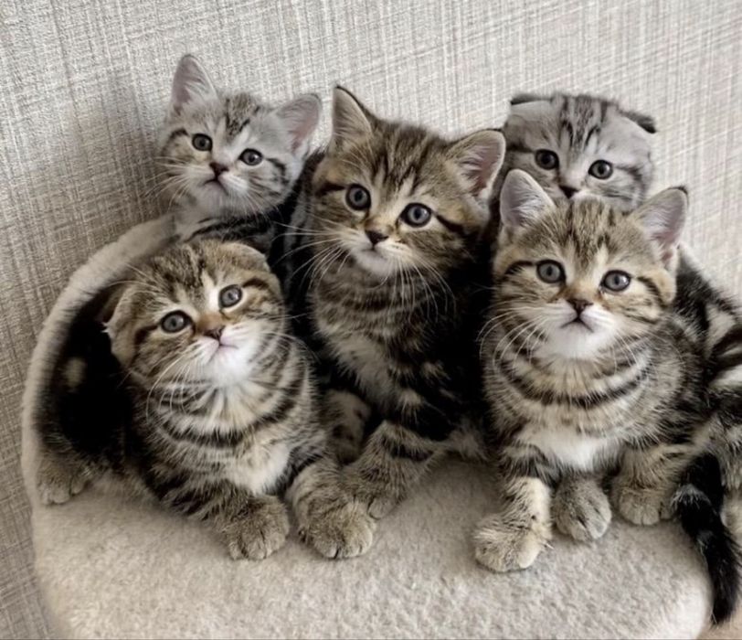 Серебристенькие Котята
