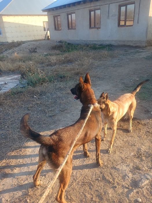 бельгийский овчарка щенки