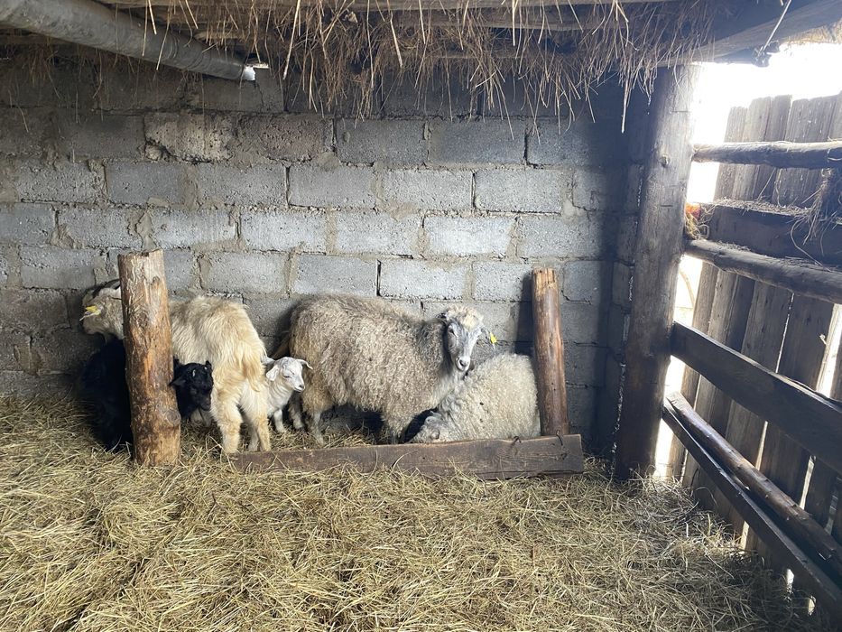 Козы и козлята 15 голов