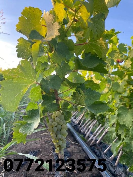 Butasi vita de vie hibrid