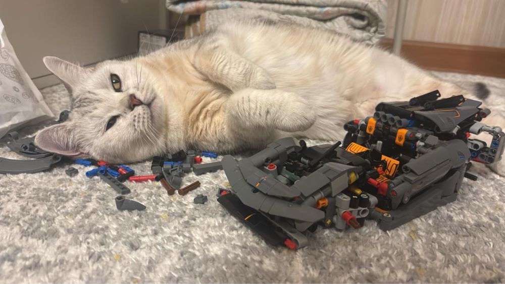 кошка британка продам