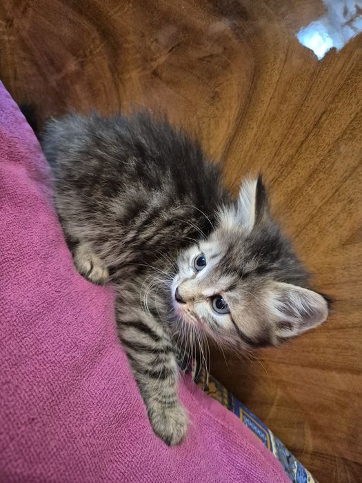 Отдадим котят (мальчики)