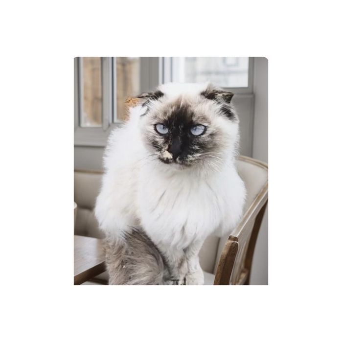 Кошечка подросток