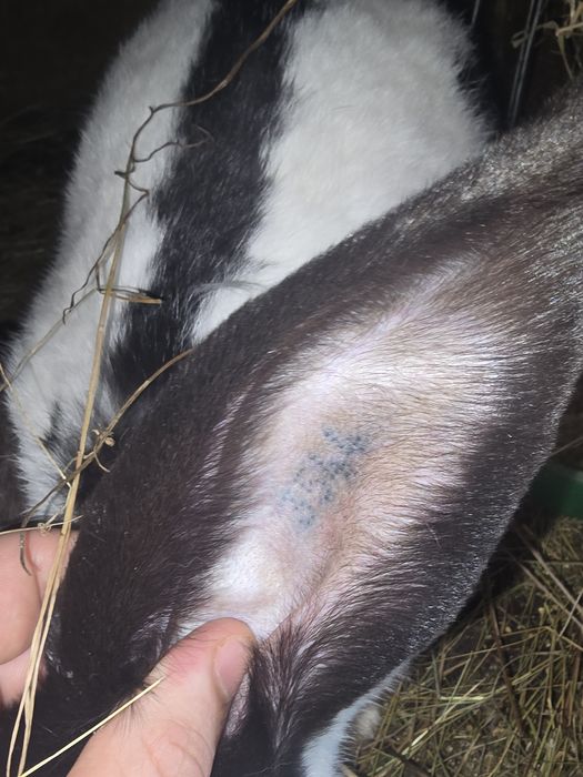 MasculUriaș pestrit german