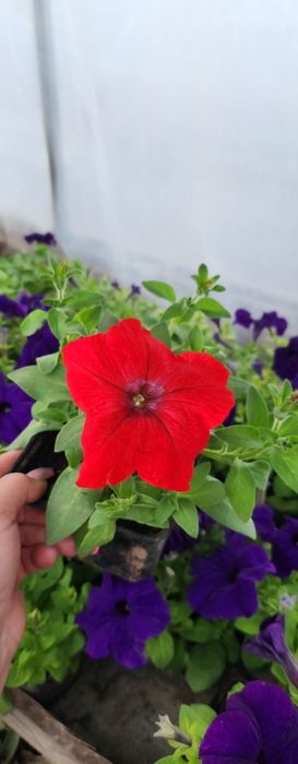 Продам цветы. Одналетки