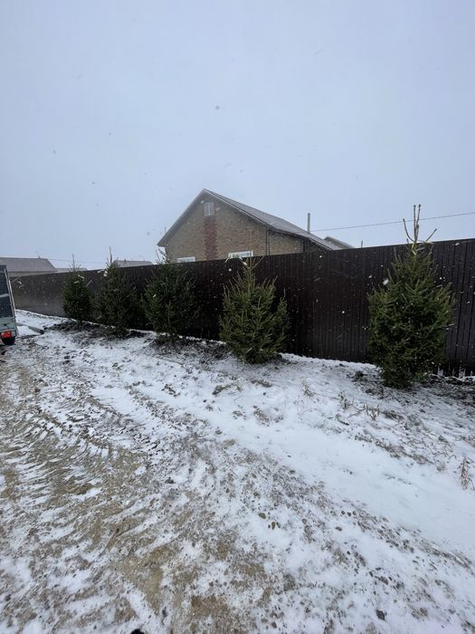 Ели зеленые