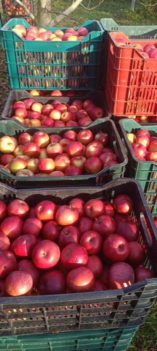 Mere de vanzare diferite soiuri