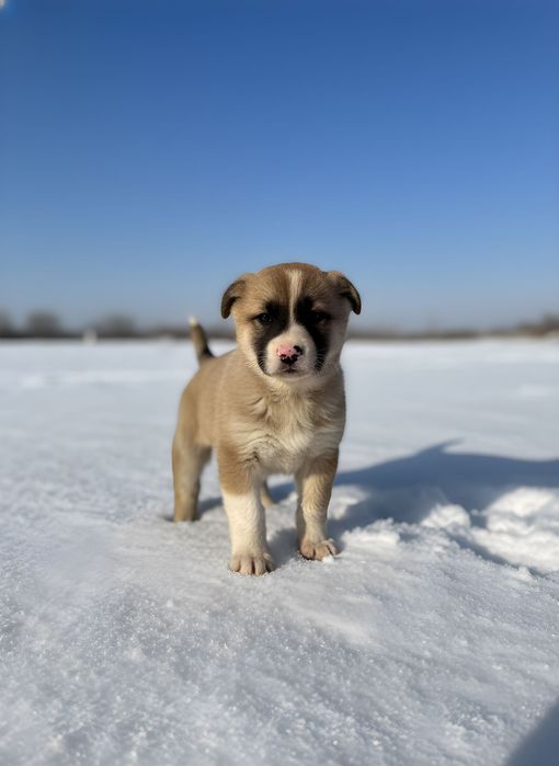 Щенок ищет хозяина