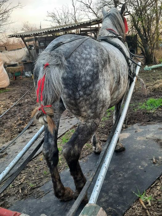 Vând armăsar 6 ani