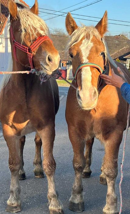 Vând ce se vede în poză