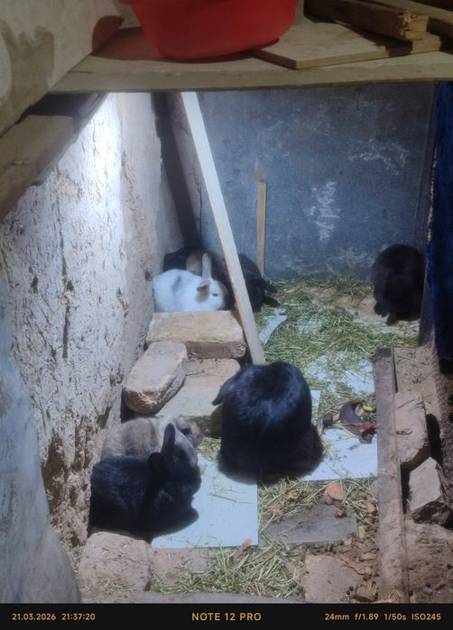 Quyon bitta onas va yetta bolas bor