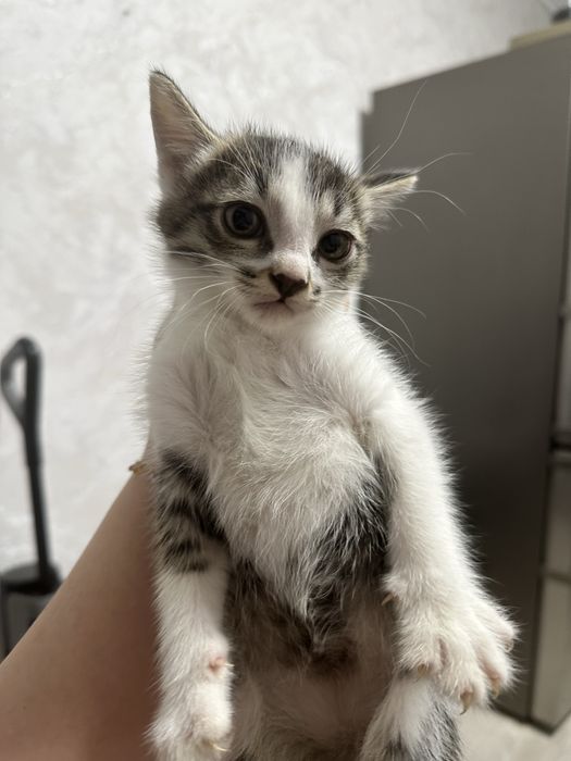 Котята 2-х месячные (бесплатно)