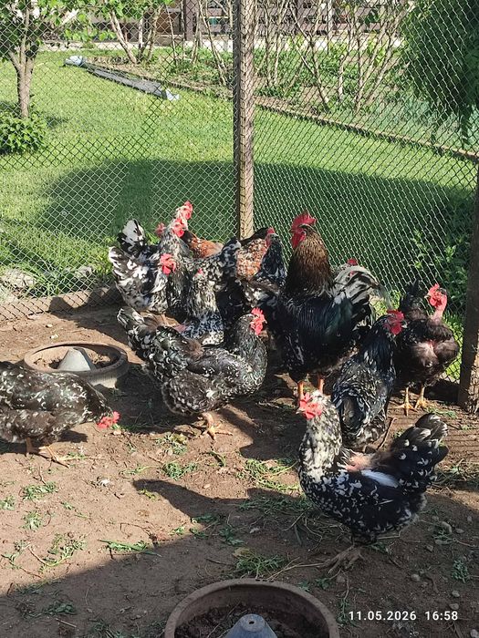Găini Pita Pinta Asturiana