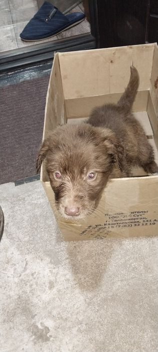 Щенки отдам даром