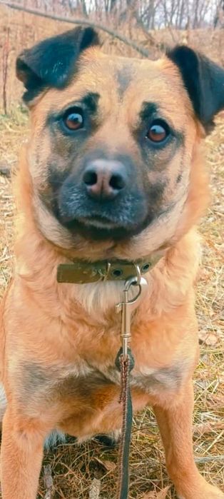 Собака в свой дом