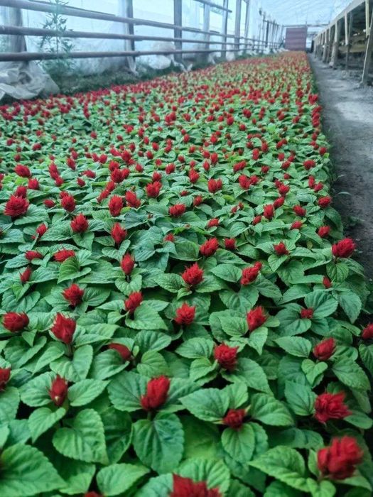 Manzarali gul ko'chatlari sotiladi