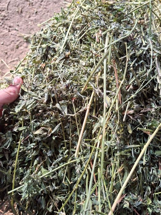 Vand baloți de lucernă