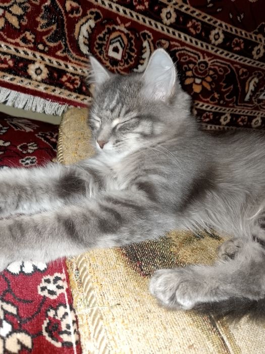 Отдам кошечку в добрые руки