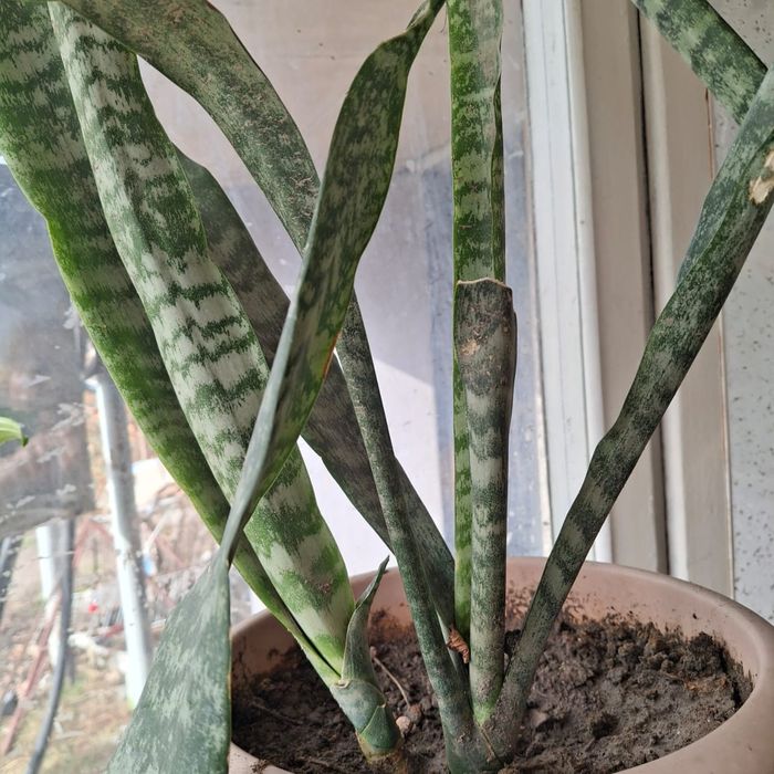 Срочно, Герани 500