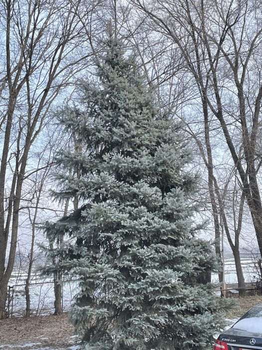 Голубая ель blue deamond, от 1-10 метров