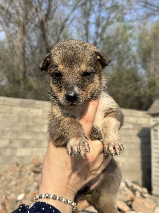 Отдам щенков (девочек) в хорошие руки