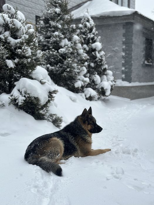 Кобель овчарки, готов к вязке