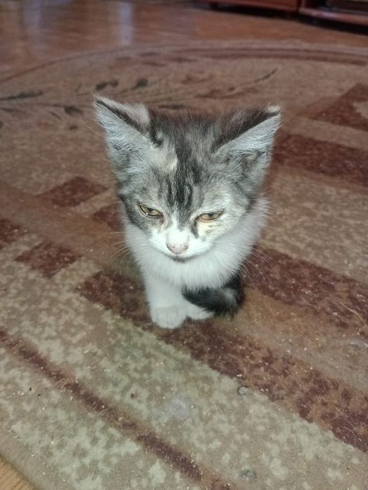 Коты. Бесплатно. В добрые руки
