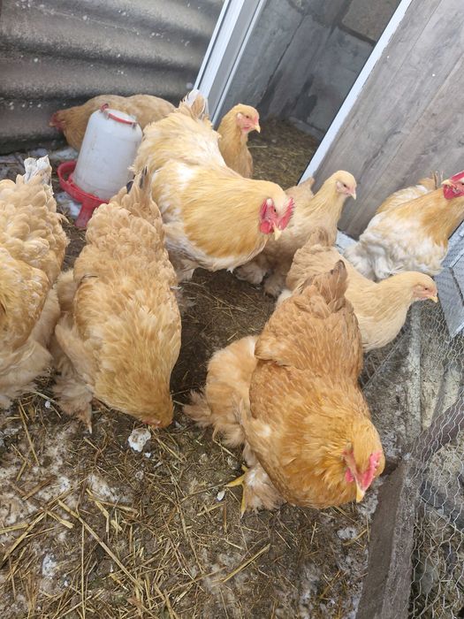 Ouă de incubat cochinchina pitic și uriaș